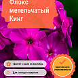 Флокс метельчатый Кинг Флокс метельчатый Кинг