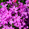 Флокс Метельчатый Гибрид Квасникова Флокс Метельчатый Гибрид Квасникова