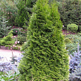 Туя западная Смарагд Варигата
