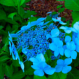 Гортензия пильчатая Bluebird Гортензия пильчатая Bluebird