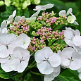 Гортензия крупнолистовая Либелла Гортензия крупнолистовая Либелла