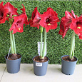 Амариллис простой Феррари