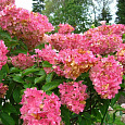 Гортензия метельчатая Эрли Сенсейшн Гортензия метельчатая Эрли Сенсейшн