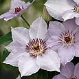 Клематис (Ломонос) гибридный Still Waters