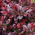 Барбарис Тунберга Атропурпуреа Нана