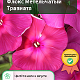 Флокс Метельчатый Травиата Флокс Метельчатый Травиата