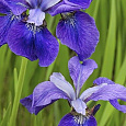 Ирис сибирский Blue Moon