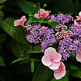 Гортензия шершавая Hot Chocolate Гортензия шершавая Hot Chocolate