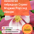 Аквилегия гибридная Спринг Мэджик Роуз энд Айвори
