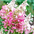 Гортензия метельчатая Конфетти Гортензия метельчатая Конфетти