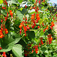 Фасоль вьющаяся	Огненно-красная