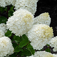 Гортензия метельчатая Шуга Раш Гортензия метельчатая Шуга Раш